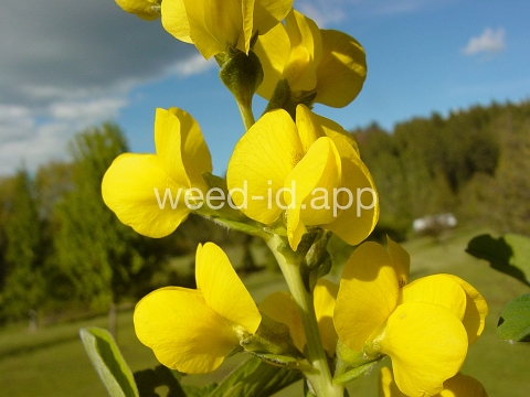 golden pea, mountain